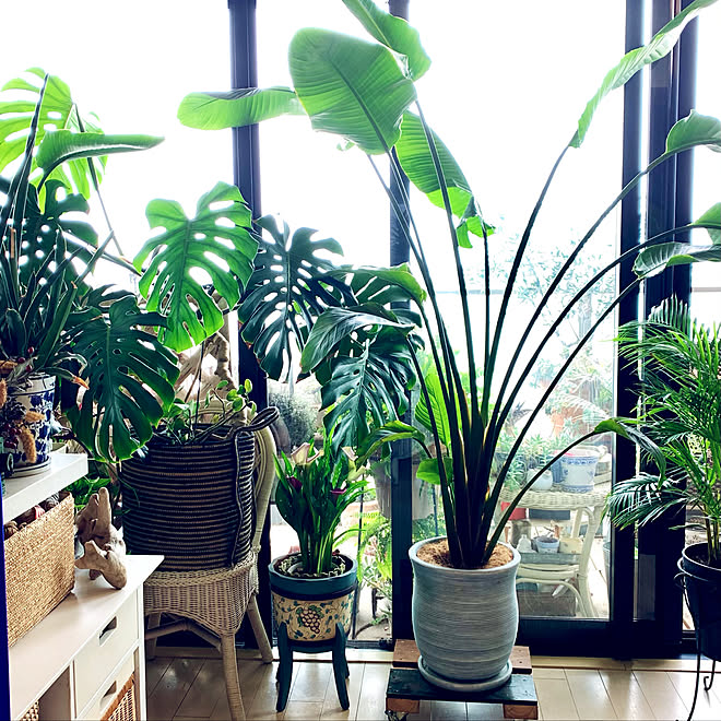 シンボルツリー 植物と暮らす 植物のある暮らし 観葉植物 陽当たりの良い窓際 などのインテリア実例 21 05 29 13 45 43 Roomclip ルームクリップ