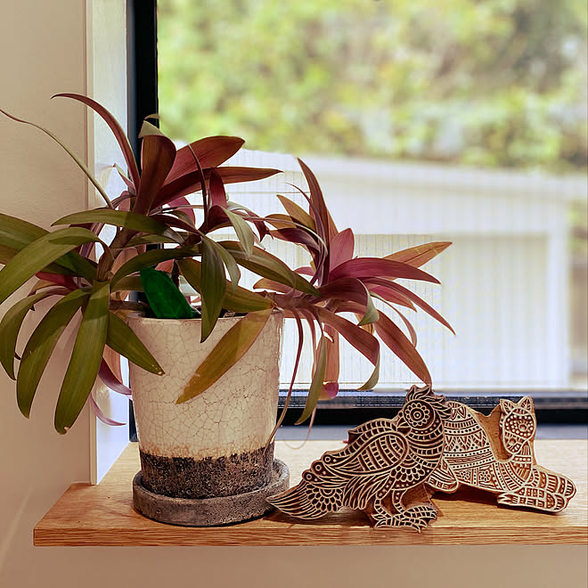 Botanice 植物のある暮らし コバエ対策 多肉植物 観葉植物 などのインテリア実例 21 05 15 13 37 50 Roomclip ルームクリップ