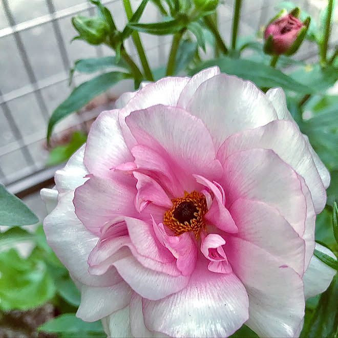 ラナンキュラスラックス アリアドネ お花から元気をもらう 庭 小庭 小さな庭 などのインテリア実例 22 03 18 14 04 02 Roomclip ルームクリップ ラナンキュラスラックス アリアドネ お花から元気をもらう 庭 小庭 小さな庭 などのインテリア実例 22 03 18 14 04 02 Roomclip ルームクリップ