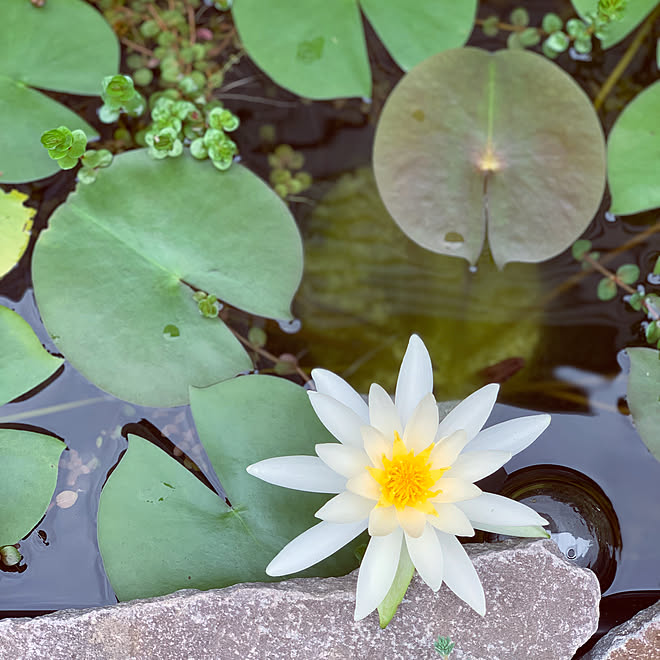 ビオトープ メダカの赤ちゃん 睡蓮の花 お気に入りに囲まれた暮らし おうちじかんを楽しむ などのインテリア実例 22 08 16 21 47 Roomclip ルームクリップ