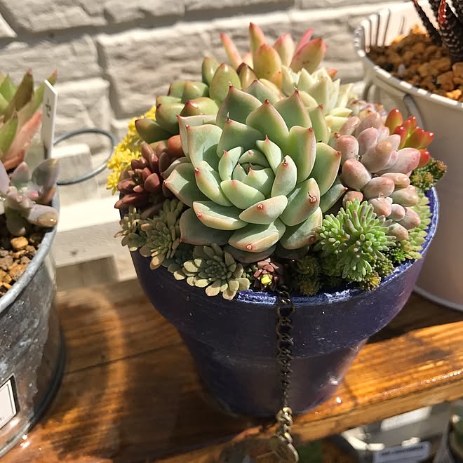 棚 多肉植物 多肉女子 多肉中毒 多肉植物大好き などのインテリア実例 17 05 28 10 21 02 Roomclip ルームクリップ
