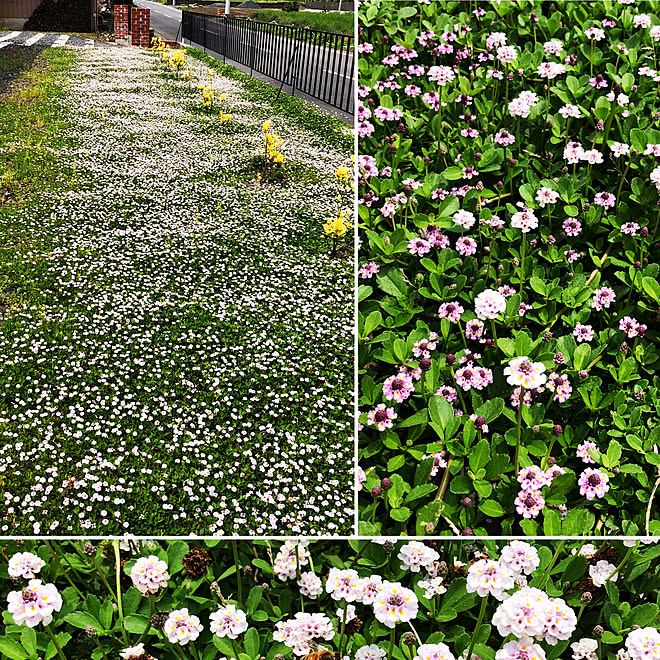 お花の周りに蜂も飛ぶ ヒメイワダレソウ増殖中 ガーデニング 雑草対策 花は可愛い などのインテリア実例 06 06 10 44 04 Roomclip ルームクリップ