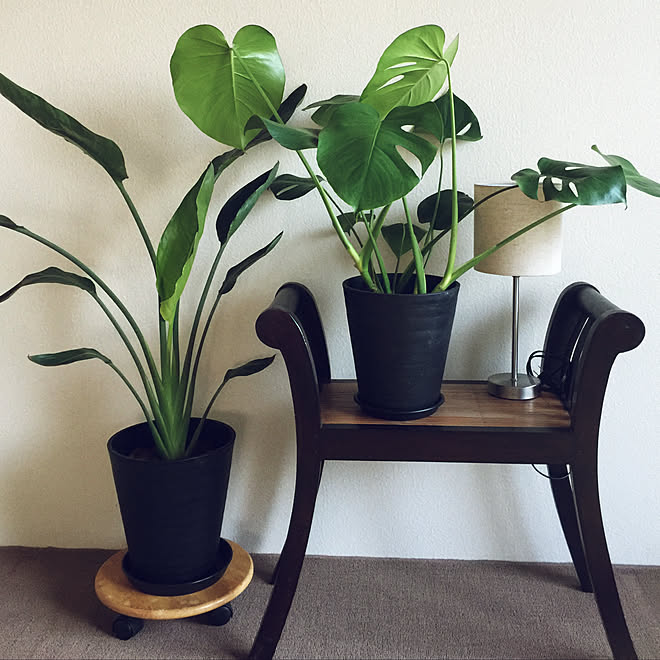 ストレチアレギネ モンステラアダンソニー 観葉植物 植物のある暮らし リビングのインテリア実例 11 06 08 19 26 Roomclip ルームクリップ