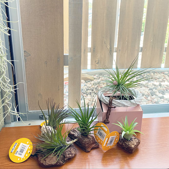 エアプランツ エアープランツ チランジア ガーデン雑貨 ストリクタのインテリア実例 22 05 29 22 57 55 Roomclip ルームクリップ