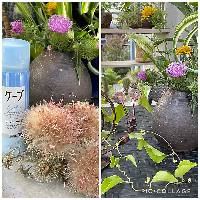 ドライフラワーアレンジの準備 ドライフラワー ヘアスプレーで綿毛をキープ 野アザミ 野の花のアレンジ などのインテリア実例 21 07 22 22 26 58 Roomclip ルームクリップ