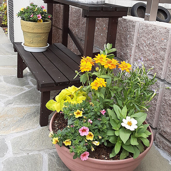 玄関 入り口 ミリオンベル 百日草ジニア 寄せ植え 花のある暮らし などのインテリア実例 05 17 17 33 05 Roomclip ルームクリップ