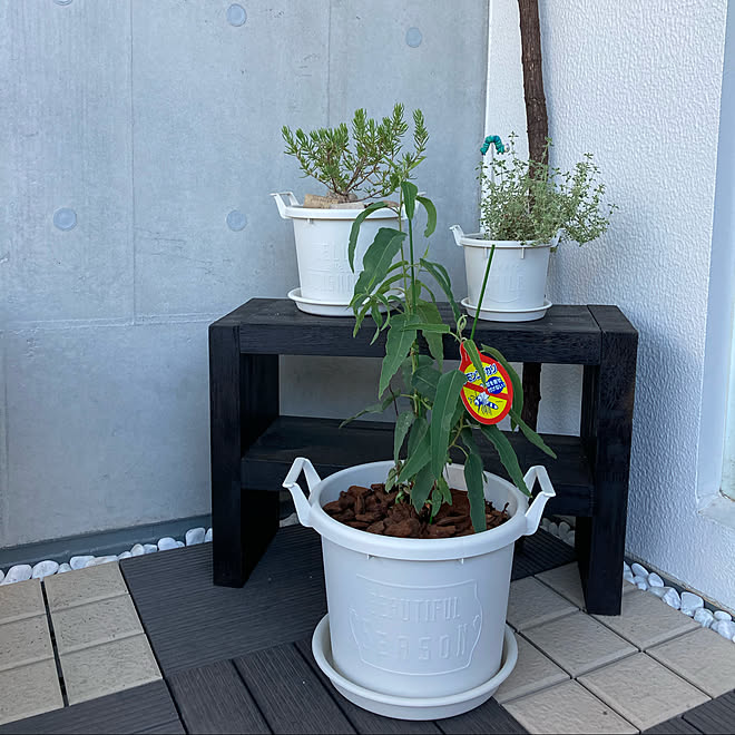 ハーブ ベランダガーデン グリーン 自作棚 コンクリート壁 などのインテリア実例 06 08 16 33 33 Roomclip ルームクリップ