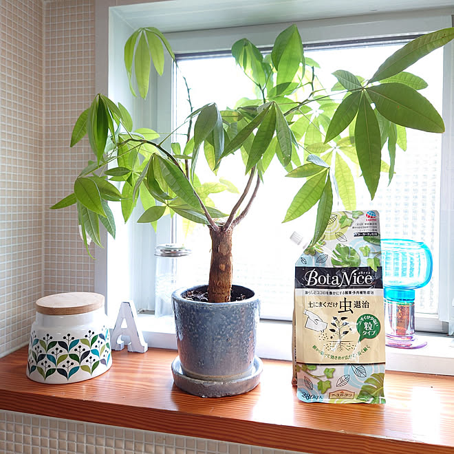 リビング 観葉植物 多肉植物 植物のある暮らし 虫対策 などのインテリア実例 22 07 16 14 44 41 Roomclip ルームクリップ