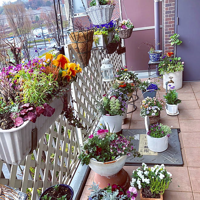 リビング スイートアリッサム ハンギングバスケット 寄植え ビオラ ハンギングバスケット などのインテリア実例 18 04 03 22 14 39 Roomclip ルームクリップ