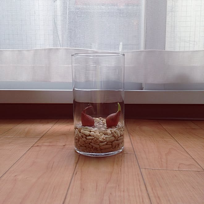 ダイソー 球根 水耕栽培 ライラックワンダー 原種チューリップ などのインテリア実例 17 02 06 13 54 59 Roomclip ルームクリップ