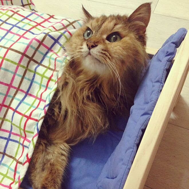 ベッド周り 猫との暮らし 人形用ベッド Ikeaのインテリア実例 17 06 29 22 08 30 Roomclip ルームクリップ