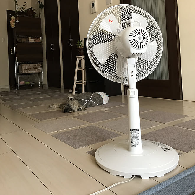 リビング 老犬と暮らす ミニチュアシュナウザー 山善扇風機 Yamazen扇風機 などのインテリア実例 18 08 04 09 56 48 Roomclip ルームクリップ