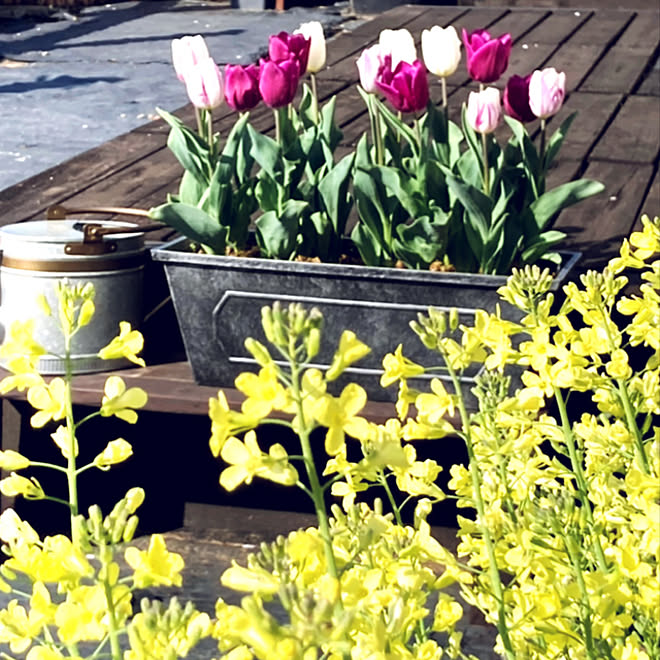 ブロッコリーの花 ブロッコリースティックセニョール 家庭菜園 菜の花 もどき 庭 などのインテリア実例 22 04 10 13 34 14 Roomclip ルームクリップ