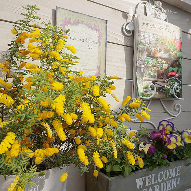 黄色い花 ミモザ アカシア Instagram R 6cafe 雑誌掲載されました などのインテリア実例 19 02 07 09 00 11 Roomclip ルームクリップ