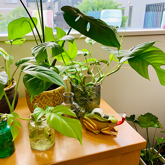 ガラス雑貨 ガラス 観葉植物 かえる 花瓶 などのインテリア実例 08 09 08 28 07 Roomclip ルームクリップ