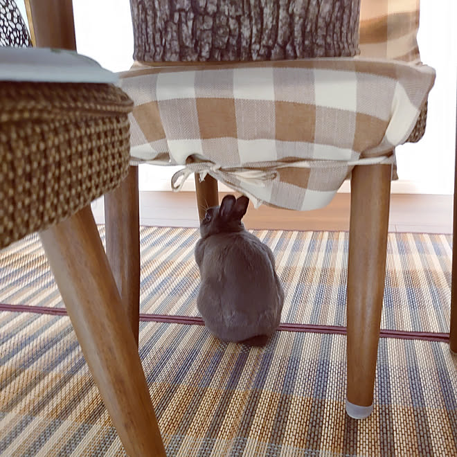 机 マンション暮らし こどものいる暮らし うさぎの放し飼い うさぎと暮らす などのインテリア実例 22 07 10 23 16 00 Roomclip ルームクリップ
