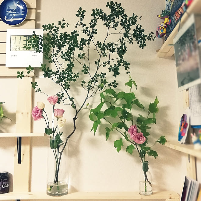棚 ドウダンツツジ 観葉植物 賃貸でもあきらめない ニトリのインテリア実例 21 05 24 23 41 05 Roomclip ルームクリップ