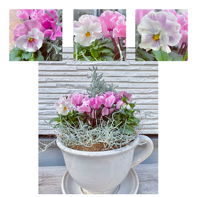 寄せ植え ほんとはお庭 パンジービオラ 寄せ植え パンジービオラ 恋もも などのインテリア実例 21 11 12 21 51 45 Roomclip ルームクリップ 寄せ植え ほんとはお庭 パンジービオラ 寄せ植え パンジービオラ 恋もも などのインテリア実例 21 11 12 21 51 45 Roomclip ルームクリップ