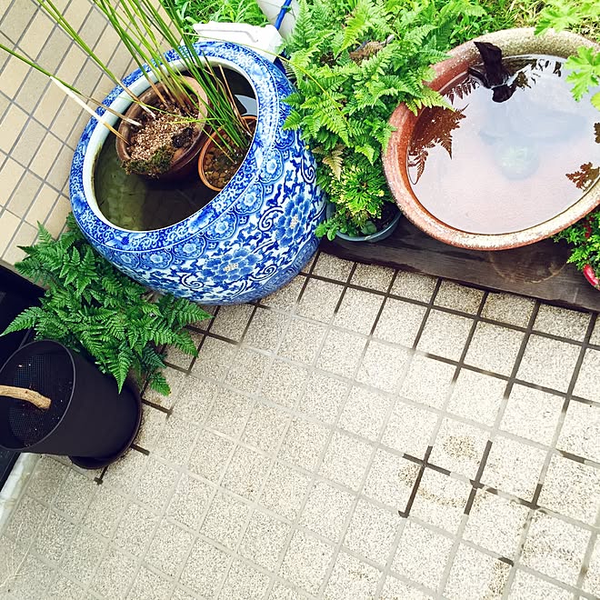 玄関 入り口 観葉植物 アクアリウム アカヒレ メダカ などのインテリア実例 16 09 16 13 02 49 Roomclip ルームクリップ 玄関 入り口 観葉植物 アクアリウム アカヒレ メダカ などのインテリア実例 16 09 16 13 02 49 Roomclip ルームクリップ