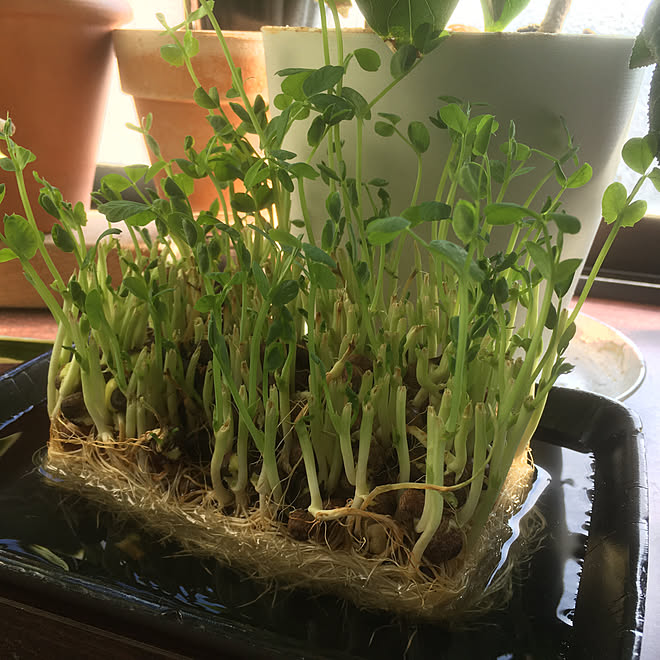 ベランダガーデニング 花のある暮らし 観葉植物 ナチュラル 植物 などのインテリア実例 21 01 14 10 43 14 Roomclip ルームクリップ