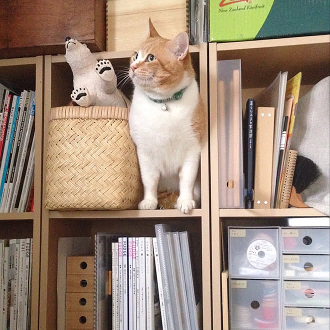 ミニマリストには程遠い 猫との暮らし 猫 道具 無印良品 などのインテリア実例 19 02 28 15 10 55 Roomclip ルームクリップ