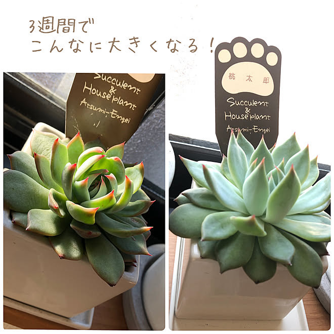 成長記録 春爛漫 桃太郎 多肉植物のある暮らし 棚のインテリア実例 22 03 08 18 Roomclip ルームクリップ