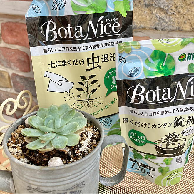 Botanice 虫対策 植物のある暮らし 多肉植物 観葉植物 などのインテリア実例 21 06 13 19 52 01 Roomclip ルームクリップ