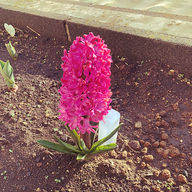 満開 地植え ヒヤシンス 庭のインテリア実例 21 02 15 07 51 03 Roomclip ルームクリップ