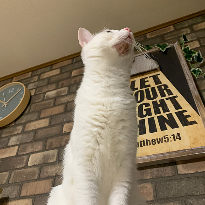 ニコアンド 壁紙や本舗さんの壁紙 猫 白猫 白猫うずら などのインテリア実例 22 09 06 23 49 00 Roomclip ルームクリップ