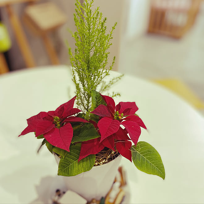 ナフコで買いました ポインセチア寄せ植え ゴールドクレスト寄せ植え ゴールドクレスト ポインセチア などのインテリア実例 22 11 15 23 22 08 Roomclip ルームクリップ