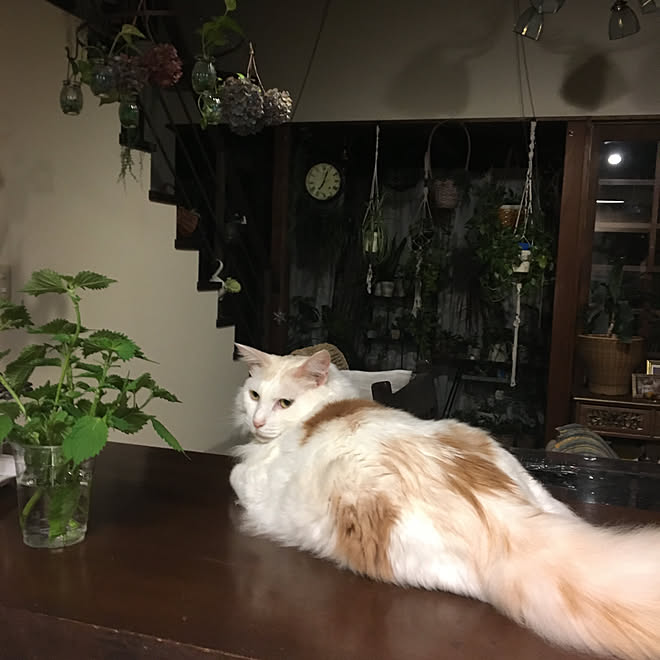 キッチン/猫との暮らし/ちー君/保護猫のインテリア実例 - 2018-09 ...