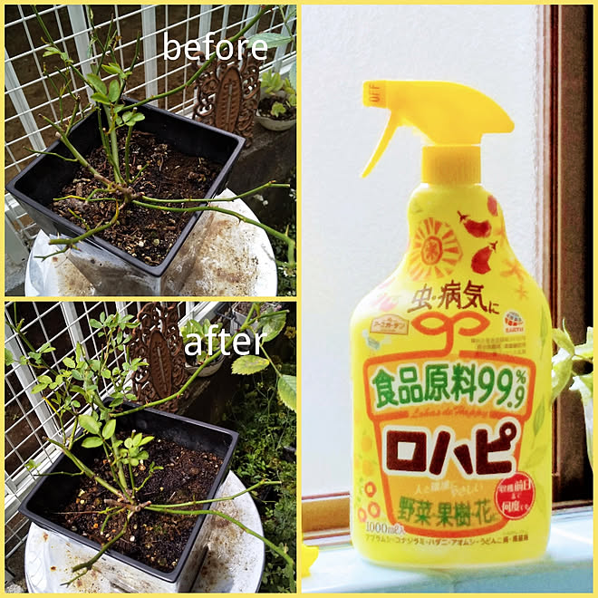 棚 ガーデニング 植物のある暮らし 害虫対策 アースガーデン などのインテリア実例 06 15 11 32 57 Roomclip ルームクリップ
