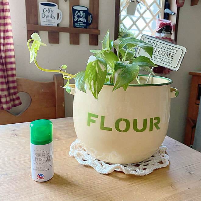 Flour缶 ポトス Botanice 植物のある暮らし コバエ対策 などのインテリア実例 21 05 29 16 39 58 Roomclip ルームクリップ