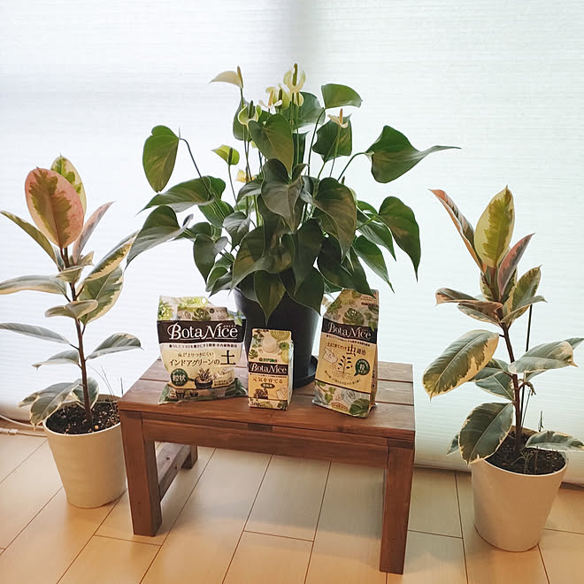 棚 観葉植物 多肉植物 植物のある暮らし 虫対策 などのインテリア実例 22 07 19 09 02 15 Roomclip ルームクリップ