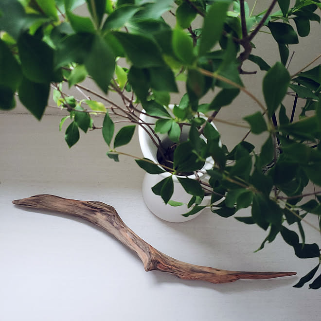 玄関 入り口 こどものいる暮らし 流木 ドウダンツツジ Ikea などのインテリア実例 21 06 18 17 24 23 Roomclip ルームクリップ