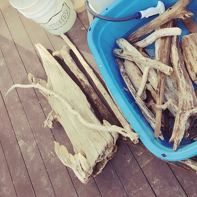 部屋全体 流木拾い 阿字ヶ浦海岸 流木 アメリカン などのインテリア実例 16 10 16 11 40 51 Roomclip ルームクリップ