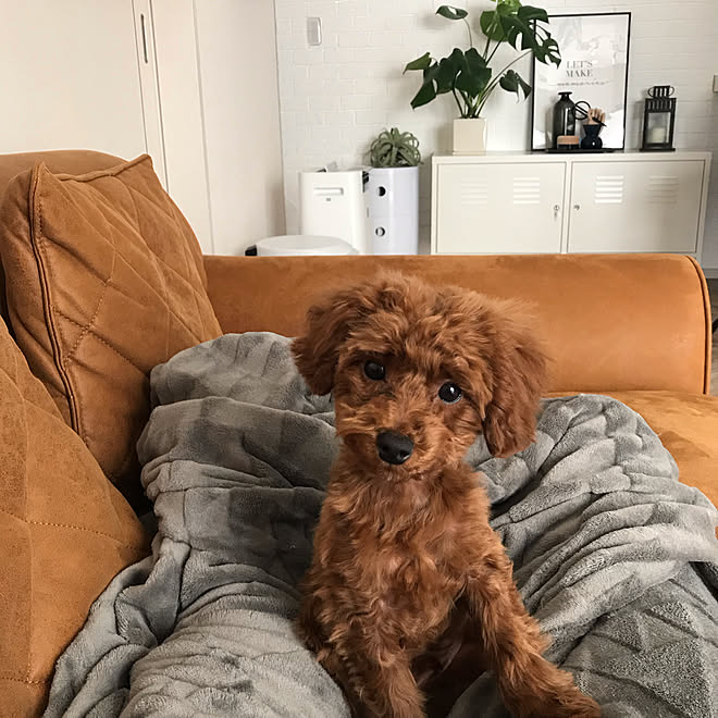 トイプードル トイプードルと暮らす ワンコと暮らす家 犬のいる暮らし くらしと オリジナルソファ などのインテリア実例 19 01 30 21 49 22 Roomclip ルームクリップ