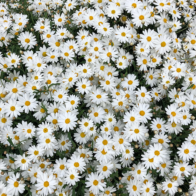 お花 玄関 入り口 マーガレットのインテリア実例 05 01 23 04 59 Roomclip ルームクリップ