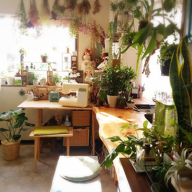 部屋全体 植物が好き 植物のある暮らし 吊り下げ観葉植物 コウモリラン などのインテリア実例 19 12 15 10 43 30 Roomclip ルームクリップ