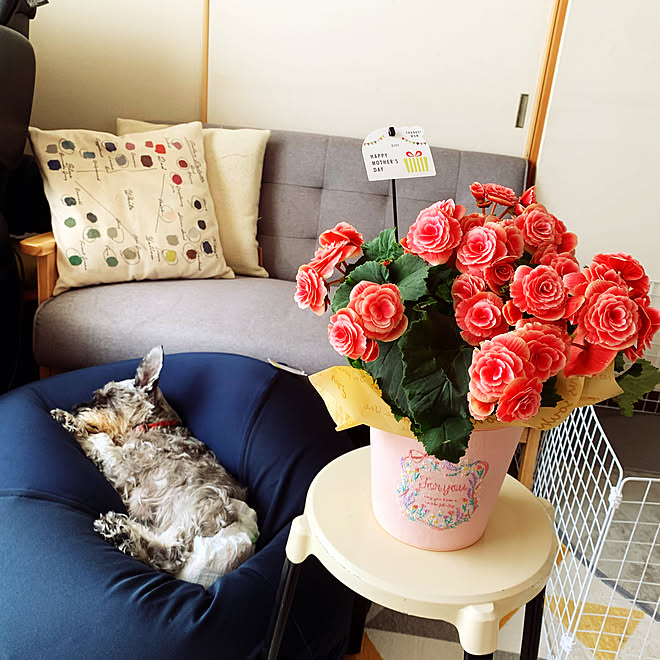 老犬と暮らす ミニチュアシュナウザー ビーズクッション ベゴニア 母の日 などのインテリア実例 21 05 15 11 30 18 Roomclip ルームクリップ