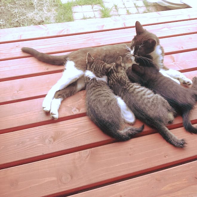 縁側 コンテスト 野良猫 猫 ベッド周りのインテリア実例 15 07 25 16 27 Roomclip ルームクリップ