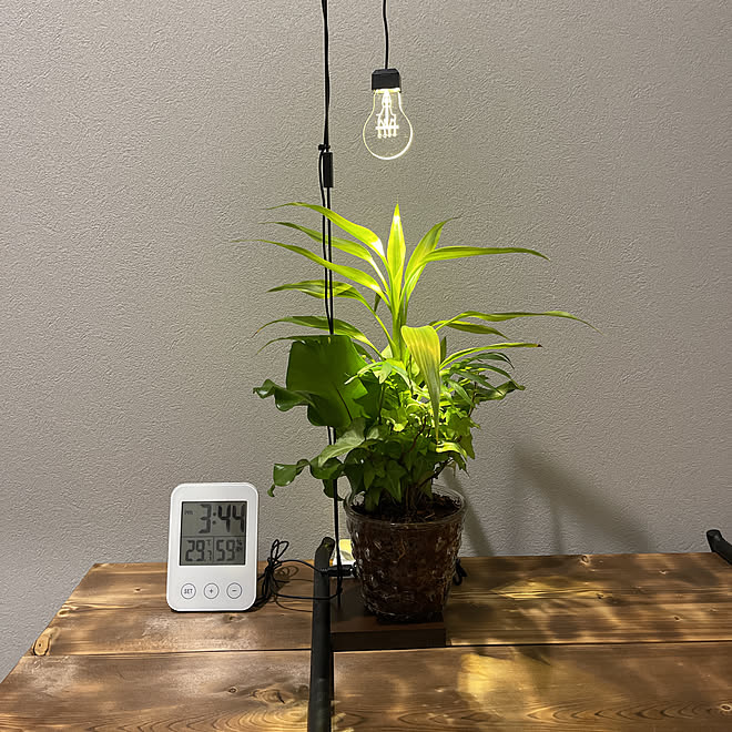 観葉植物のある暮らし 観葉植物 照明 玄関 入り口 ココアクアのインテリア実例 22 09 05 15 42 53 Roomclip ルームクリップ