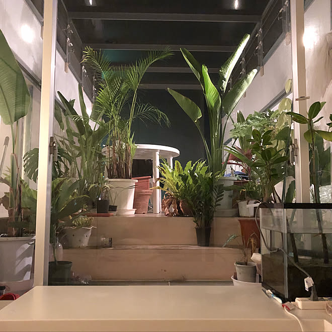 壁 天井 観葉植物のある部屋 リゾートホテル モダン アウトドアインテリア などのインテリア実例 18 11 21 50 12 Roomclip ルームクリップ