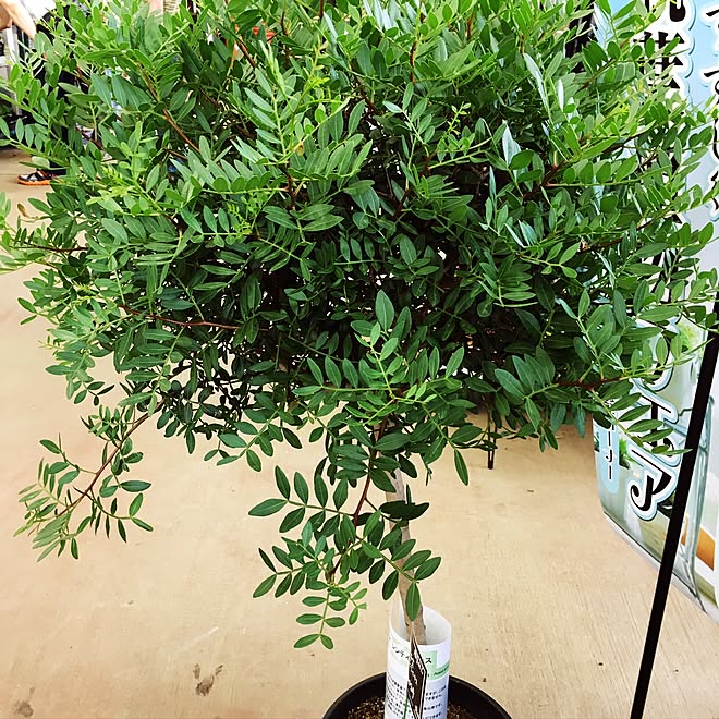 机 ピスタチオ 観葉植物 草花 植物のインテリア実例 16 06 18 12 26 04 Roomclip ルームクリップ 机 ピスタチオ 観葉植物 草花 植物のインテリア実例 16 06 18 12 26 04 Roomclip ルームクリップ