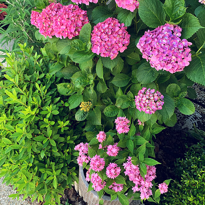 青アジサイの土 夫に感謝です 見て頂き有難うございます 梅雨入りしました 紫陽花 マルルー などのインテリア実例 21 05 30 21 42 34 Roomclip ルームクリップ 青アジサイの土 夫に感謝です 見て頂き有難うございます 梅雨入りしました 紫陽花 マルルー などのインテリア実例 21 05 30 21 42 34 Roomclip ルームクリップ