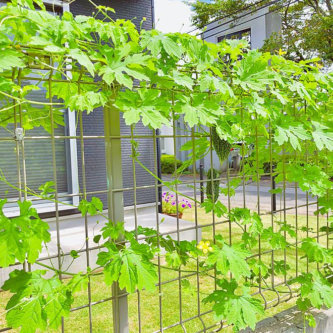 ゴーヤの目隠しフェンス ゴーヤカーテン ゴーヤ 家庭菜園のインテリア実例 21 08 29 22 17 31 Roomclip ルームクリップ