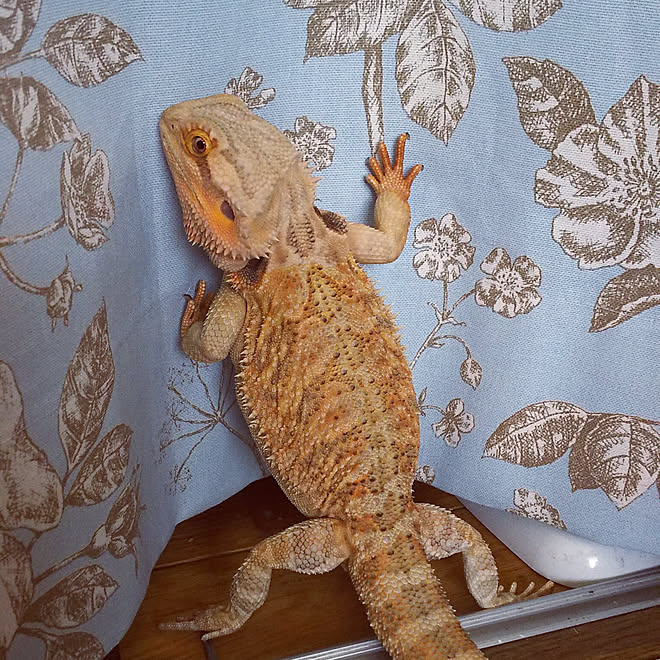 ペット フトアゴヒゲトカゲ 爬虫類 クローゼット カーテン などのインテリア実例 19 06 16 09 35 25 Roomclip ルームクリップ ペット フトアゴヒゲトカゲ 爬虫類 クローゼット カーテン などのインテリア実例 19 06 16 09 35 25 Roomclip ルームクリップ
