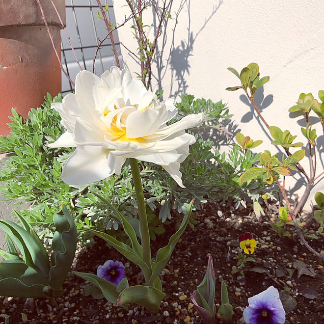 アザレア コデマリ 植物のある暮らし 小さな花壇 春めいてきた などのインテリア実例 21 03 27 11 14 50 Roomclip ルームクリップ アザレア コデマリ 植物のある暮らし 小さな花壇 春めいてきた などのインテリア実例 21 03 27 11 14 50 Roomclip ルームクリップ