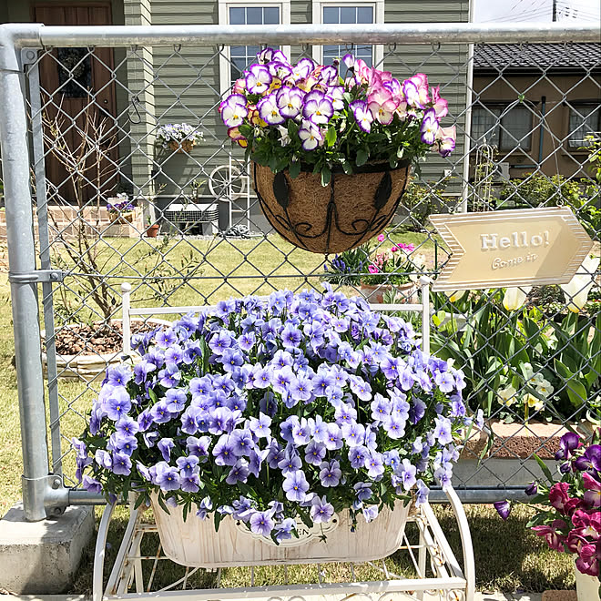 芝生 アメリカンフェンス ハンギング 寒冷地 庭 などのインテリア実例 21 04 26 12 17 48 Roomclip ルームクリップ