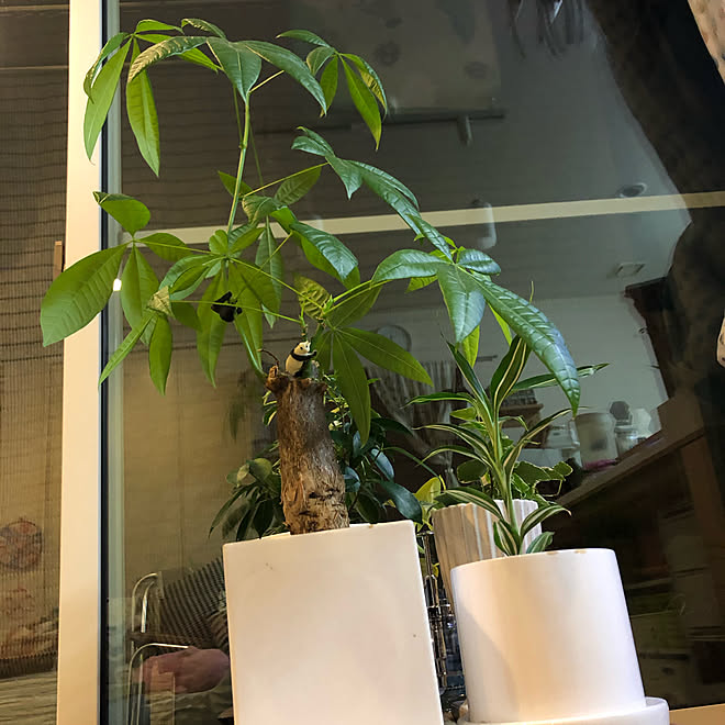 パキラ パキラ成長中 狭いベランダ ベランダ 観葉植物 などのインテリア実例 21 12 30 00 11 46 Roomclip ルームクリップ パキラ パキラ成長中 狭いベランダ ベランダ 観葉植物 などのインテリア実例 21 12 30 00 11 46 Roomclip ルームクリップ